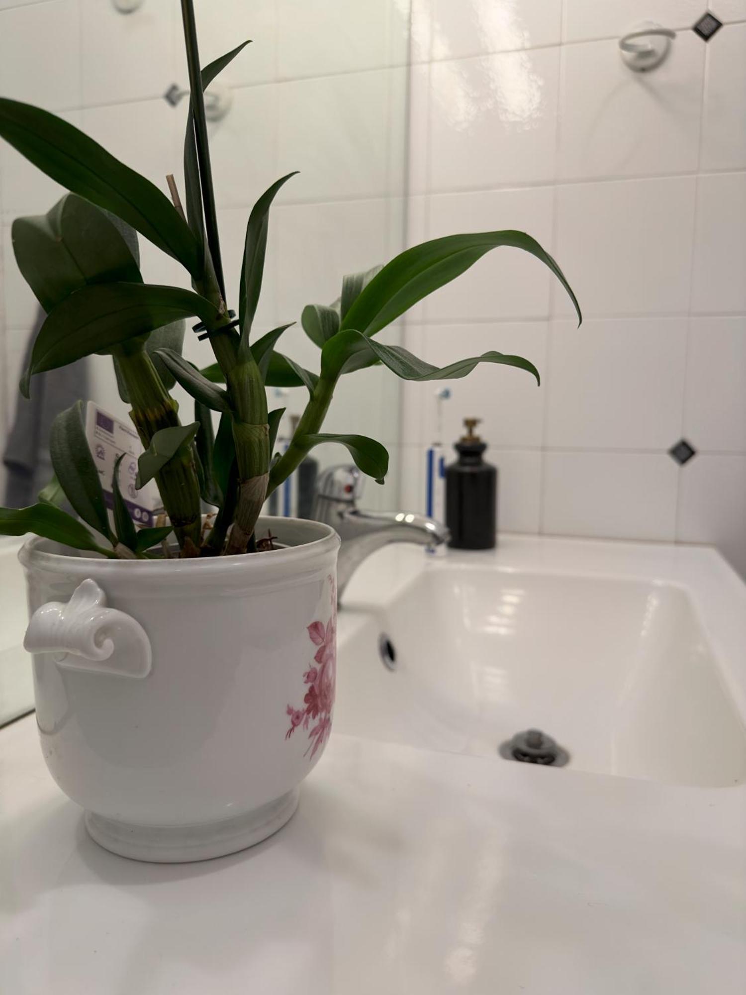 Comfort And Quiet Few Steps From The Ligurian Sea Apartment *